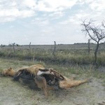 Vaca Muerta por Sequía 2