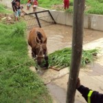 DSC02037.JPG-2 DSC02037.JPG-2