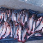 Pescado decomisado._1