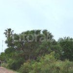 HELVECIA, MOTOCICLISTA MURIÓ AL SER CHOCADO POR UN CABALLO