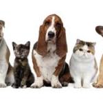 Vacunación perros y gatos