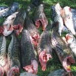 COMENZÓ LA VEDA PESQUERA DE SURUBÍ EN LA PROVINCIA DE SANTA FE