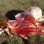 Procedimiento Los Pumas 06 - 11 - 14