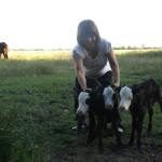 SORPRENDENTE VACA PARIÓ TRILLIZAS EN COLONIA FRANCESA 1