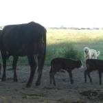 SORPRENDENTE  VACA PARIÓ TRILLIZAS EN COLONIA FRANCESA