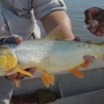  CHARLA SOBRE PESCA CON MOSCA Y RELEVAMIENTO DE DORADOS EN SAN JAVIER