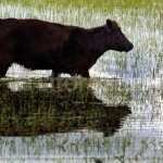 Vaca campo inundado