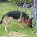 Día del aminal 2015