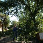 COMENZARÁ LA PODA ANUAL DE ARBOLADO PÚBLICO