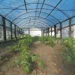 Plantines Escuela Nº 853