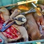 LOS PUMAS REALIZARON OPERATIVOS EN ZONA DE ISLAS DEL DISTRITO ROMANG