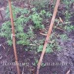 SECUESTRARON 871 PLANTAS DE MARIHUANA EN ALEJANDRA