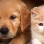 Vacunación antirrabica