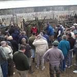 CAPACITACIÓN SOBRE USO y COLOCACION de PRÓTESIS DENTALES EN BOVINOS