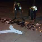 Decomisan pescado y malla romang