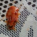 SANTA ROSA DE CALCHINES, EXTRAÑO HALLAZGO EN UNA LATA DE TOMATE