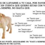NUEVA JORNADA MUNICIPAL DE CASTRACIÓN DE ANIMALES DOMÉSTICOS - julio 2015