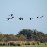 PRÁCTICA DE OBSERVACIÓN DE AVES CON ALUMNOS DE LA TERMINALIDAD TURISMO DE LA ESC. TEC. FLORIÁN PAUCKE 2