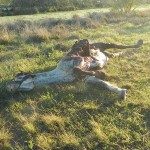 DOS LESIONADOS EN UN ACCIDENTE EN LA RUTA 39 - 1