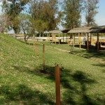 PLANTACIÓN DE ÁRBOLES EN CAMPING