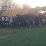 San_javier_aninales[1]