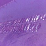 Decomiso pescado 24 - 10 - 15