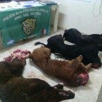 Personal de seguridad rural sorprende infraganti a cuatreros llevando CUATRO terneros faenados a caballo.-