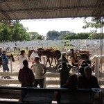  SORTEO Y ENTREGA DEL SEGUNDO LOTE DE EQUINOS