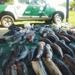 DECOMISARON 200 KILOS DE SURUBIES EN SAN JAVIER