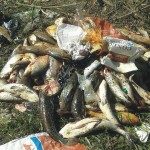 DECOMISARON PESCADO QUE ERAN TRANSPORTADOS SIN HABILITACIÓN 1