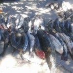 DECOMISARON PESCADO QUE ERAN TRANSPORTADOS SIN HABILITACIÓN