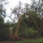 FUERTE TEMPORAL AZOTÓ LA LOCALIDAD DE LA BRAVA 1