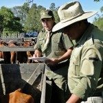 Los Pumas - Procedimiento