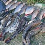 SECUESTRO DE ARMAS Y ESPECIES ICTÍCOLAS FUE EL RESULTADO DE PROCEDIMIENTOS REALIZADOS POR PERSONAL DE SEGURIDAD RURAL DE VARIAS SECCIONEs