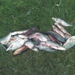 Infracción a la Ley 12212