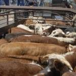 POR LA EMERGENCIA, ESTÁN DISPONIBLES LAS GUÍAS PROVISORIAS PARA TRÁNSITO VACUNO