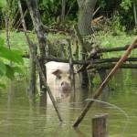 cRECIDA RÍO 23 - 12 - 15 - 1