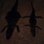 proced. AUE 27-12-15