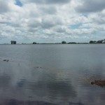 ASPA ADVIERTE PERDIDAS Y BAJO RENDIMIENTO EN LA COSECHA DE ARROZ 1