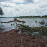 ASPA ADVIERTE PERDIDAS Y BAJO RENDIMIENTO EN LA COSECHA DE ARROZ