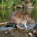 DESDE EL ÁREA DE SALUD SE ADVIERTE SOBRE LA LEPTOSPIROSIS