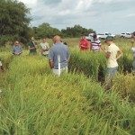 Jornada sobre arroz en san javier 18 - 02 - 16 - 1