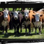 LA COMUNA DE COLONIA TERESA COMUNICA