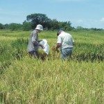 jORNADA SOBRE ARROZ EN SAN JAVIER 18 - 02 - 16 - 2