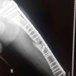 Baucero - recuperación favorable