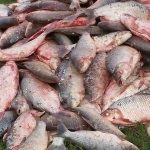 LOS PUMAS DECOMISAN MÁS DE MIL SÁBALOS