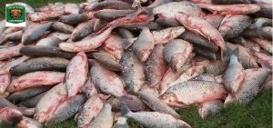 LOS PUMAS DECOMISAN MÁS DE MIL SÁBALOS