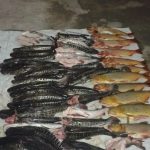 operativo los pumas 08 - 03 - 16