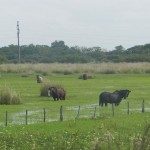 PRONOSTICAN ABUNDANTES PRECIPITACIONES PARA LA REGIÓN MESOPOTÁMICA