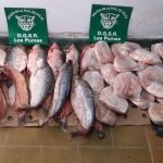 Procedimientos Los Pumas 29 - 04 - 16 - 1